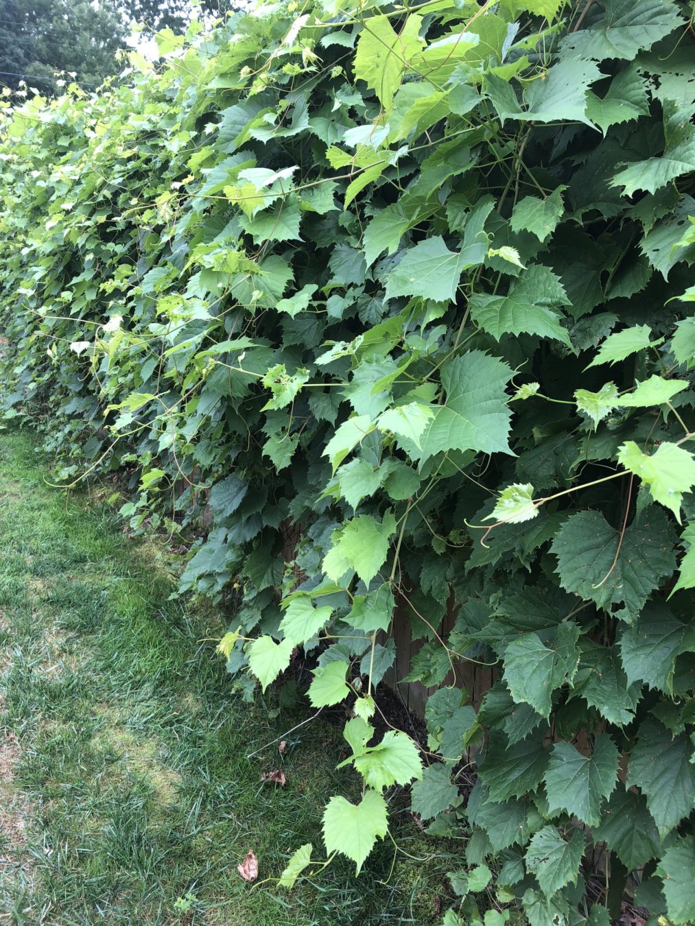 grape leaf vines