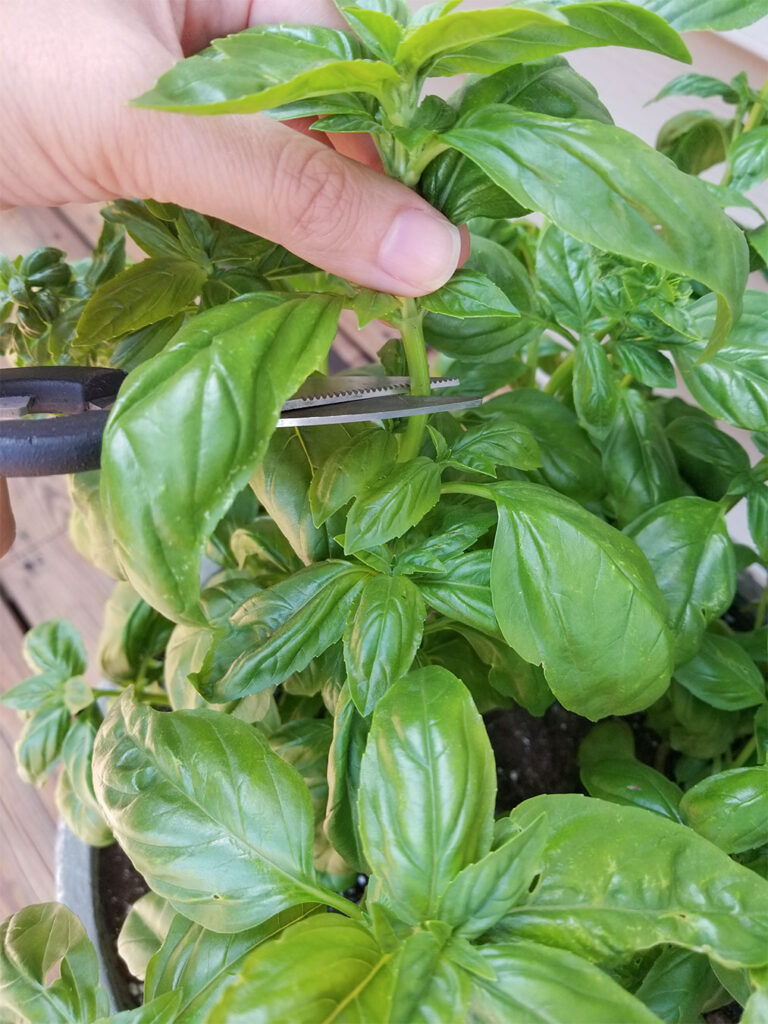 How To Dry Basil Heart Healthy Greek